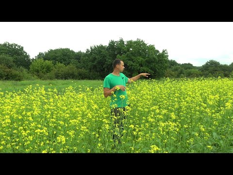 Видео: СИДЕРАТЫ, ГОРОХ И ГОРЧИЦА / УЛУЧШАЕМ СТРУКТУРУ ПОЧВЫ