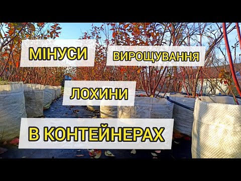 Видео: Чи варто вирощувати ЛОХИНУ в КОНТЕЙНЕРАХ,СУМКАХ,МІШКАХ ???