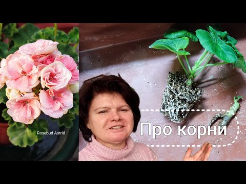 Видео: Пересаживаю черенки из вермикулита. Месяц без полива!