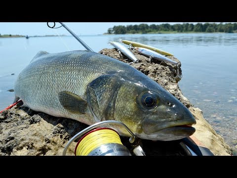 Видео: Утрото на лавраците - част 1