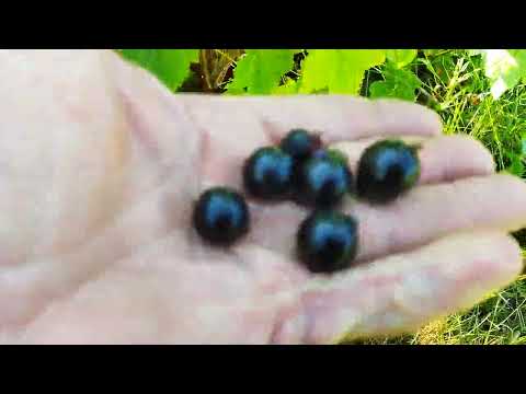 Видео: Обзор чёрной смородины.