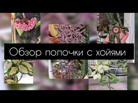 Видео: Обзор полочки с хойями 