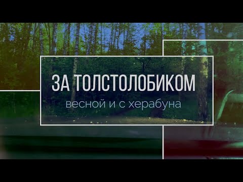 Видео: Середина мая, а я за толстолобиком.