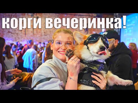 Видео: Корги Бентли на костюмированной вечеринке! Что такое киберпанк?