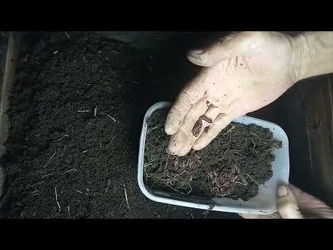 Видео: БН 12 Заселяю червя Старатель в уличный верми реактор. #Какчемкормитьчервей #Биогумус #вермичай