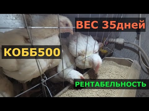 Видео: Вес КОББ500 в 35 дней. Рентабельность бройлеров