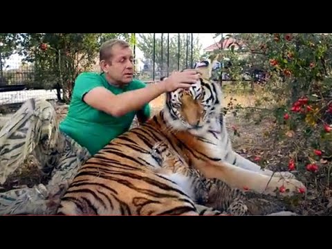 Видео: Мама тигрица принимает ЧЕТВЕРТОГО ТИГРЕНКА !