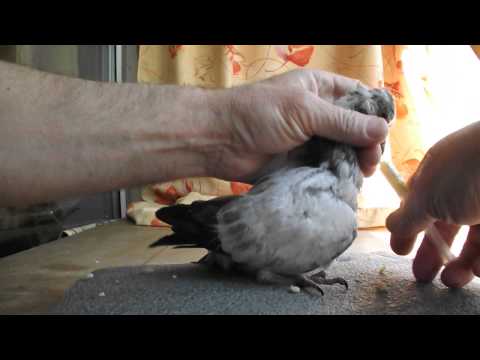 Видео: Принудительное кормление птенца голубя. Подкидыш