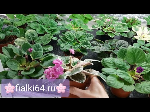 Видео: Обзор трейлерных сенполий