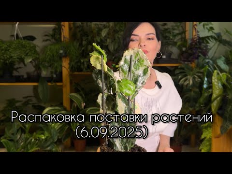 Видео: ОБЗОР поставки растений, распаковка растений из Голландии 🌱(6.09.2025)