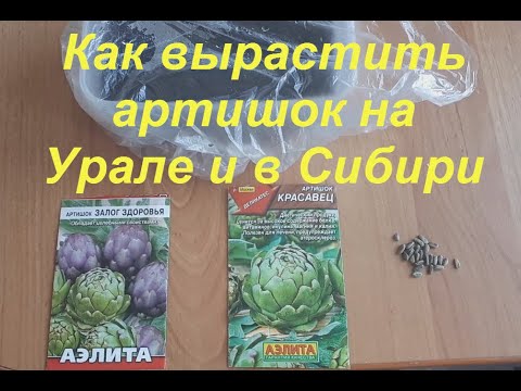 Видео: Как вырастить артишок из семян на Урале и в Сибири.