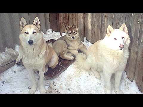 Видео: Воспитание щенка лайки для охоты Западно-сибирская лайка