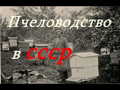 Видео: Пчелиные истории  Пчеловодство в СССР