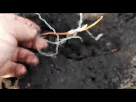 Видео: МОРОШКА СОРТ НЮБЮ.ОПИСАНИЕ РАЗМНОЖЕНИЯ.ПИТОМНИК КНЯЖЕНИКИ.МОСКВА.-как растет морошка