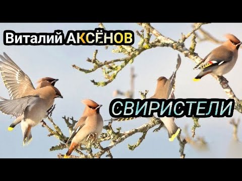 Видео: Свиристели - Виталий АКСЁНОВ / Листая судьбы тетрадь