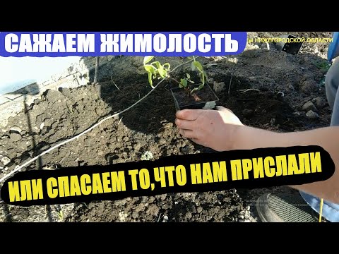 Видео: Как правильно сажать жимолость весной.Жимолость посадка в открытый грунт.