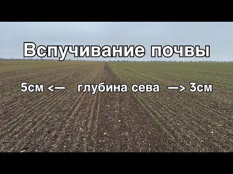 Видео: Выпирание всходов озимых. Пшеница и глубина сева. Ячмень с аммофосом и без. Встречаем ячмень яровой