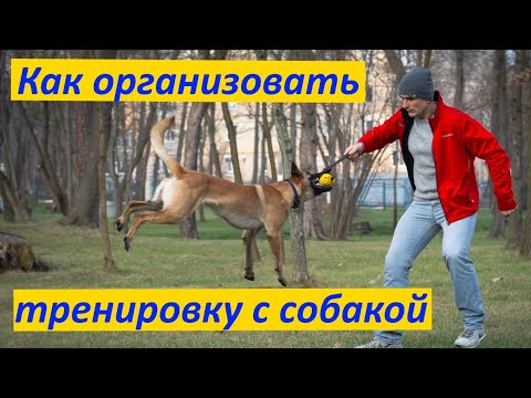 Видео: 322. Как организовать тренировку с собакой?