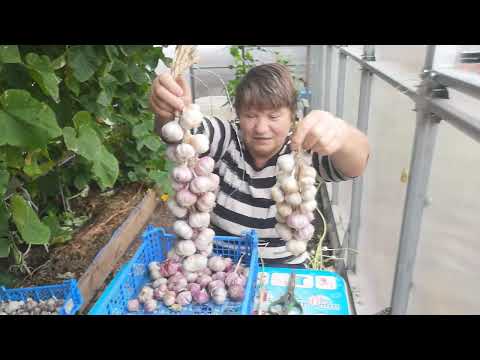 Видео: Чеснок яровой выкинул стрелки.