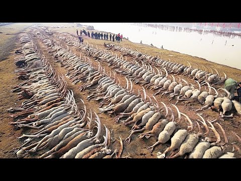 Видео: Они Оставили Тысячи Овец на Острове без Травы, и Результат Был Безумным