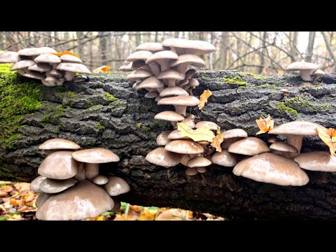 Видео: ГРИБОВ В ЛЕСУ ПОЛНО!!! Семейный сбор грибов в октябре