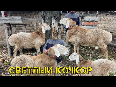 Видео: Супсулуу ургачы козуларды бере турган КОРКОР сатылат!