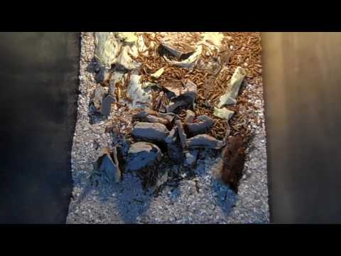 Видео: Мучные черви./ Мучник.