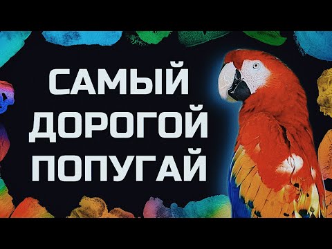 Видео: ОГРОМНЫЙ МАГАЗИН! СОВЫ, ПОПУГАИ, ЕЖИКИ И ХОМЯЧКИ! Большой влог о птицах