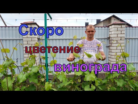 Видео: Виноград . Цветение. Что я делаю перед цветением .