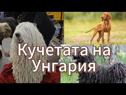 Видео: 5 УНГАРСКИ ПОРОДИ КУЧЕТА, ЗА КОИТО НЕ СТЕ ЧУВАЛИ!