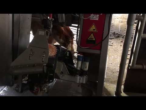 Видео: Ферма в Германии,Дойка коров.