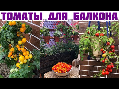 Видео: Балконные томаты урожайные, вкусные!