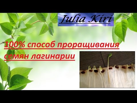 Видео: 100% способ проращивания семян лагенарии. 100% method germination of seeds of lagenaria.