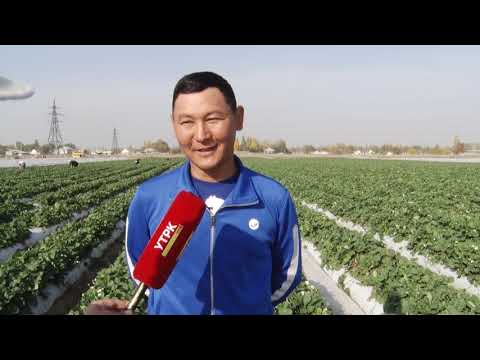 Видео: КУЛПУНАЙ ӨСТҮРҮҮНҮ МЫКТЫ ӨЗДӨШТҮРҮП, КИРЕШЕ ТАПКАН ЖАШ ДЫЙКАН