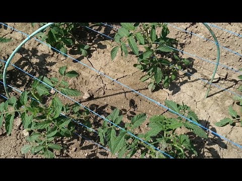 Видео: Как подвязать помидоры в открытом грунте. Вы так точно не подвязываете, а мне нравится