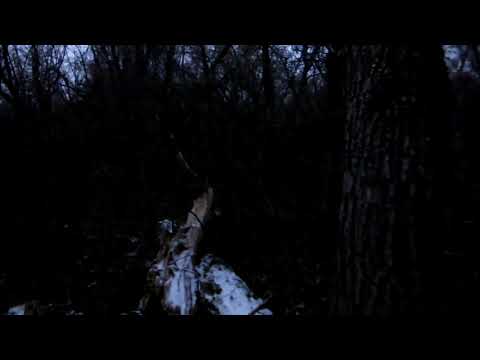 Видео: Дорога лесом, от Дона до дома.