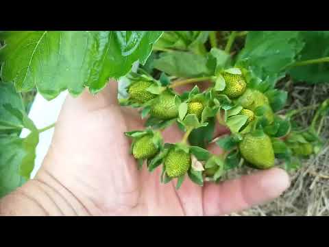 Видео: Огляд сортів Румба,Лічія,Марвелла,Алегро,Кімберлі,Сибілла,Полка, Сенсація і др.