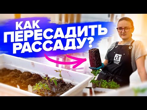 Видео: ПИКИРОВКА ЛЮБОЙ РАССАДЫ - ПРОСТО!