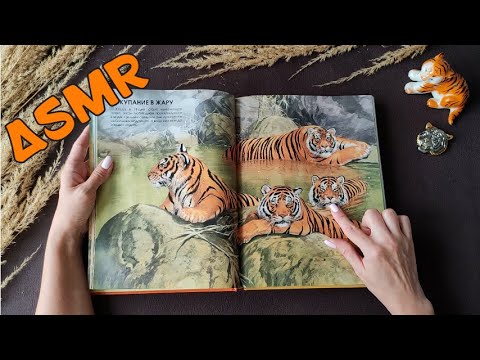 Видео: #32 Полосатый АСМР :) | Поговорим о ТИГРАХ | Близкий шепот | ASMR