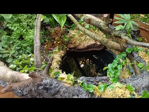 Видео: мини водоём в комнате || групповая посадка комнатных растений || ещё один пруд в зимнем саду