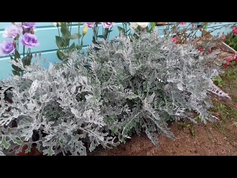 Видео: Цинерария от посева до "цветения" / от А до Я / Выращивание из семян