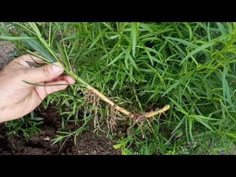 Видео: Как размножать Тархун Эстрагон отводками | Результат 100% | Укоренение Тархуна