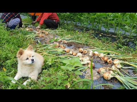 Видео: Миска с картофелем, луком и чесноком (корейская деревенская жизнь)