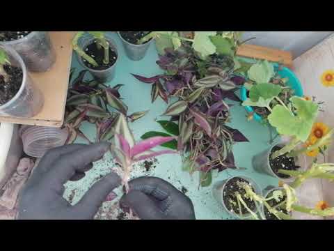 Видео: Комнатные цветы. Пересадки. Будни цветочницы.