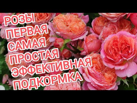 Видео: РОЗЫ. ПЕРВАЯ ПОДКОРМКА, САМАЯ ПРОСТАЯ И ЭФФЕКТИВНАЯ.