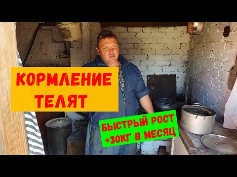 Видео: Кормление телят , каша для быстрого роста телят