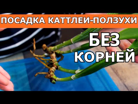 Видео: Как посадить каттлею с длинным шагом ризомы без корней. Пример, как можно закрепить