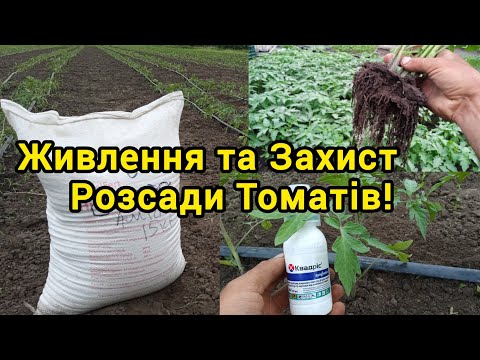 Видео: Живлення та захист розсади Томатів
