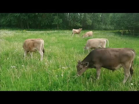 Видео: Выпустили молодняк первый день на пастбище.