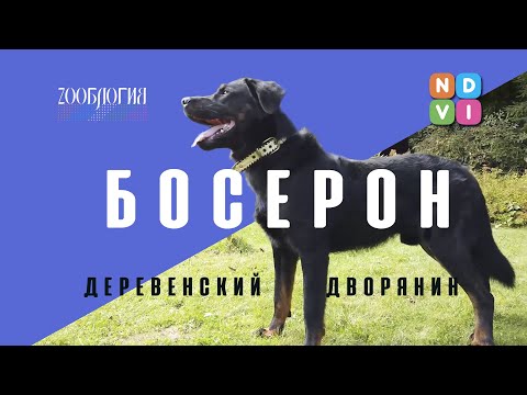 Видео: БОСЕРОН. ДЕРЕВЕНСКИЙ ДВОРЯНИН